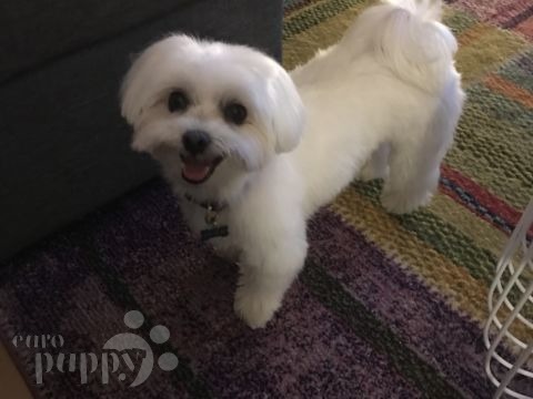 Sam - Maltese, Euro Puppy review from United Arab Emirates