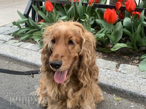 Floppy - Englischer Cocker Spaniel, Euro Puppy Referenzen aus United States