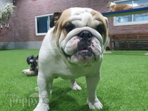 Bentley - English Bulldog, Euro Puppy review from United Arab Emirates