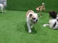 Bentley - English Bulldog, Euro Puppy review from United Arab Emirates