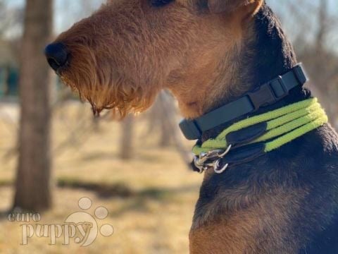 Lumi - Airedale Terrier, Euro Puppy review from China