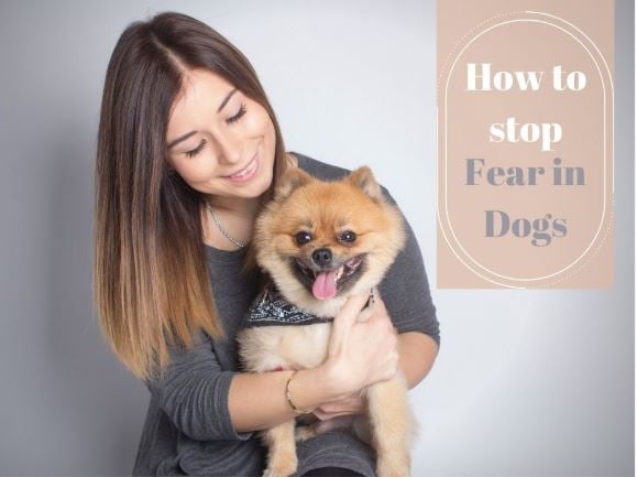 How to stop Fear in Dogs