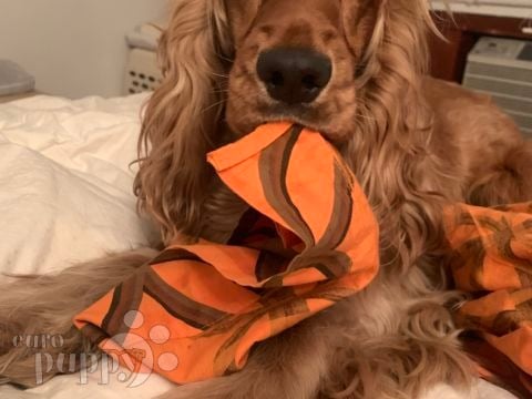 Floppy - Cocker Spaniel Inglés, Euro Puppy review from United States