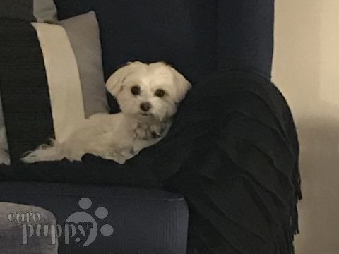 Sam - Maltese, Euro Puppy review from United Arab Emirates