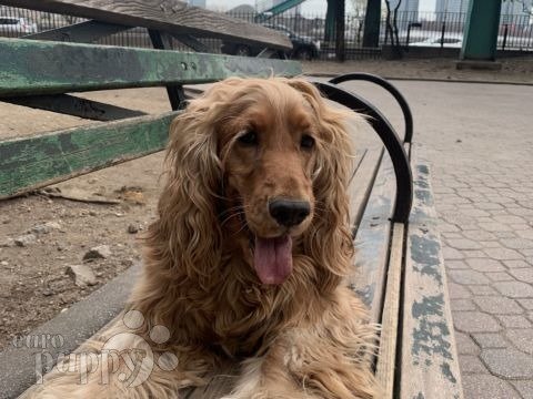 Floppy - English Cocker Spaniel, Euro Puppy review from United States