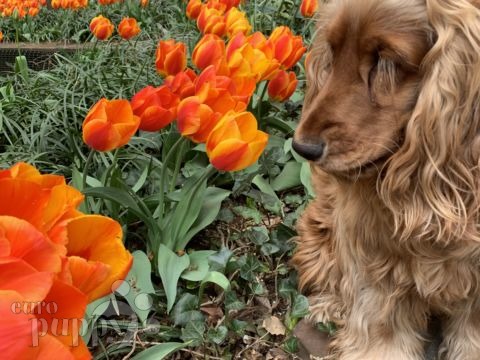Floppy - Cocker Spaniel Inglés, Euro Puppy review from United States