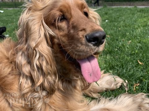 Floppy - English Cocker Spaniel, Euro Puppy review from United States