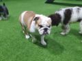 Bentley - Englische Bulldogge, Euro Puppy review from United Arab Emirates