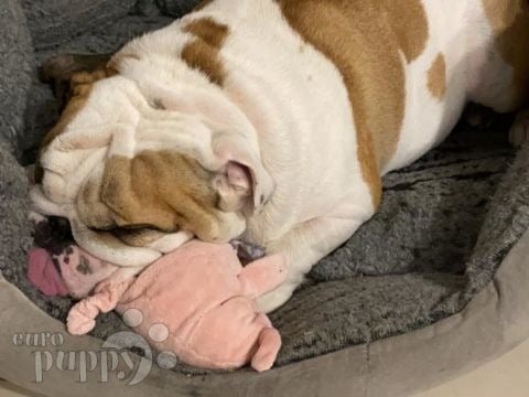 Bentley - Bulldog Inglés, Euro Puppy review from United Arab Emirates