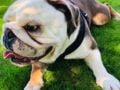 Oniks - Englische Bulldogge, Euro Puppy review from Netherlands