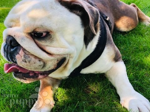 Oniks - English Bulldog, Euro Puppy review from Netherlands