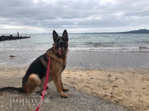 Jax - Deutscher Schäferhund, Euro Puppy review from New Zealand