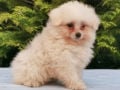 Maltipom puppy for sale
