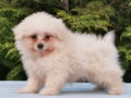 Maltipom puppy for sale