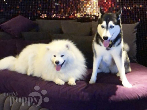 Sasha - Siberian Husky, Euro Puppy review from United Arab Emirates