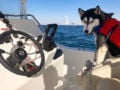 Sasha - Siberian Husky, Euro Puppy review from United Arab Emirates
