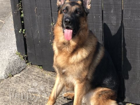 Jax - Deutscher Schäferhund, Euro Puppy Referenzen aus New Zealand