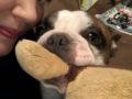 Bullet - French Bulldog, Euro Puppy review from Qatar