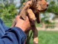 Bloodhound cachorro en venta