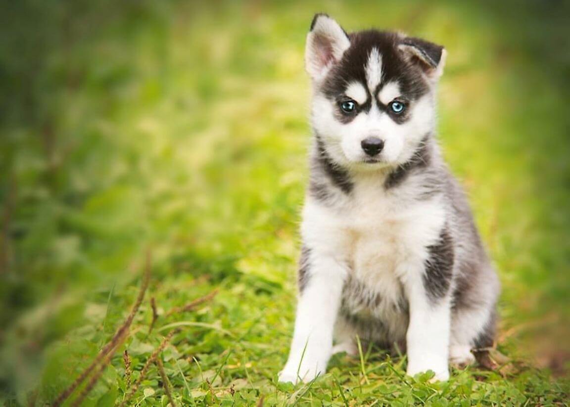 Pomsky Breed information & Pictures | Euro Puppy