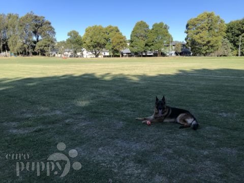 Jax - German Shepherd Dog, Euro Puppy review from New Zealand