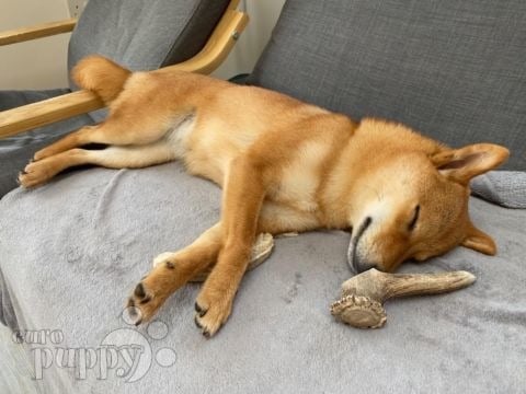 Kyoto - Akita Inu, Euro Puppy review from United Kingdom