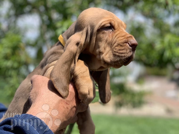 Bloodhound welpen kaufen