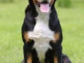 Grosser Schweizer Sennenhund welpen kaufen