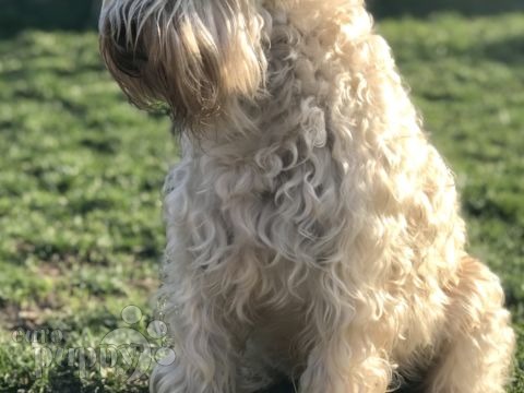 Soft Coated Wheaten Terrier puppy
