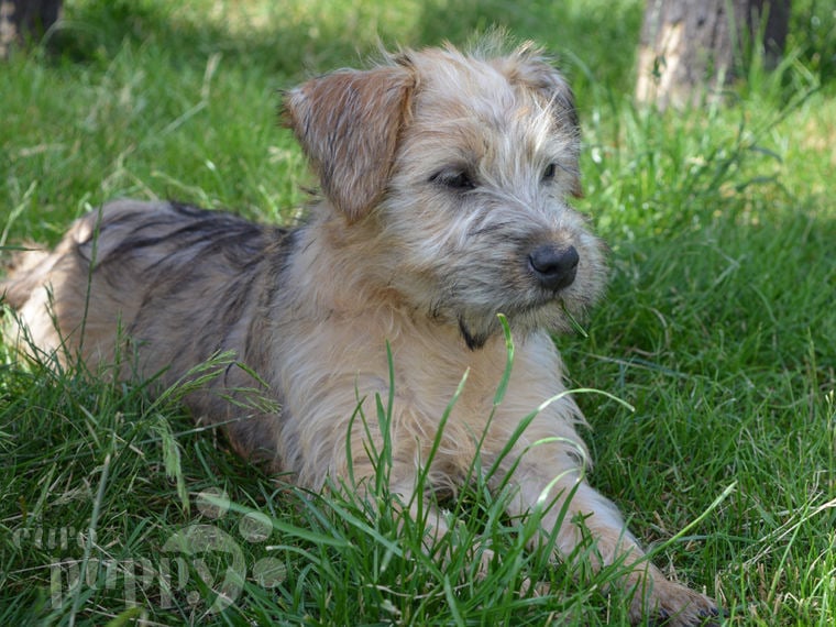 Irish Soft Coated Wheaten Terrier puppy