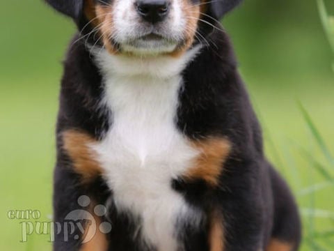 Great Swiss Mountain Dog puppy for sale