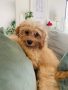 Maple - Cavapoo, Euro Puppy review from Qatar