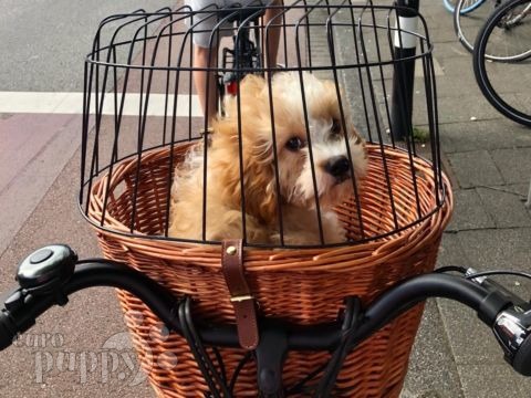 Bo - Cavapoo, Euro Puppy Referenzen aus Netherlands