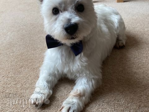 Buffy - West Highland White Terrier, Referencias de Euro Puppy desde United Arab Emirates