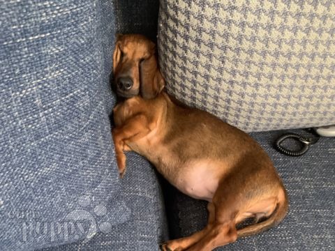 Peanut - Dachshund, Referencias de Euro Puppy desde Kuwait