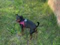 Dasy - Pinscher Miniatura, Euro Puppy review from United Arab Emirates