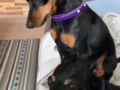 Dasy - Miniature Pinscher, Euro Puppy review from United Arab Emirates