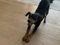 Dasy - Miniature Pinscher, Euro Puppy review from United Arab Emirates