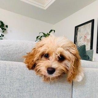 Maple - Cavapoo, Euro Puppy review from Qatar