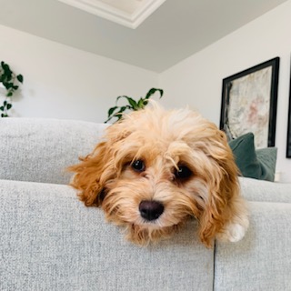 Maple - Cavapoo, Euro Puppy Referenzen aus Qatar