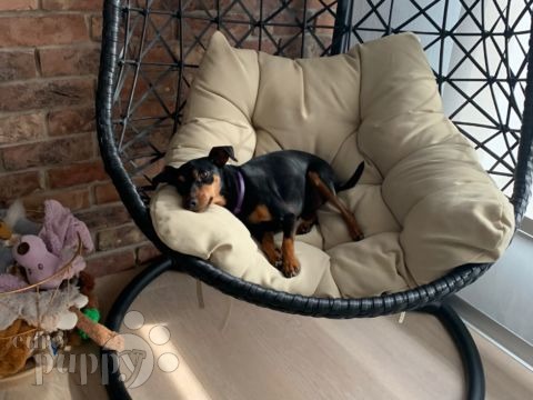 Dasy - Pinscher Miniatura, Referencias de Euro Puppy desde United Arab Emirates