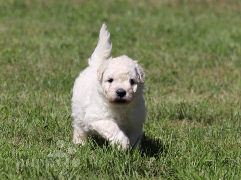 Puli cachorro en venta