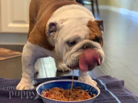 Tater - Bulldog Inglés, Euro Puppy review from United States