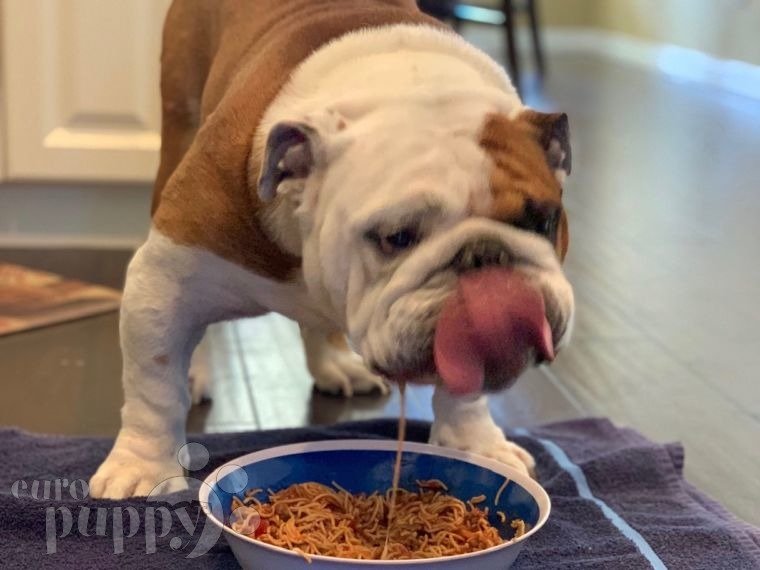 Tater - Englische Bulldogge, Euro Puppy review from United States