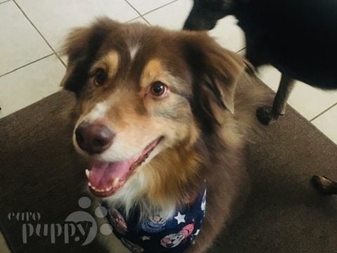 Nuky - Australian Shepherd, Euro Puppy review from Germany
