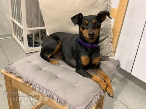 Dasy - Pinscher Miniatura, Euro Puppy review from United Arab Emirates