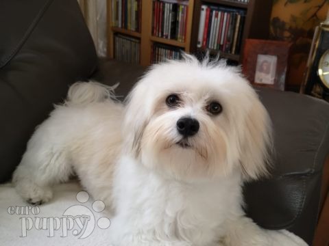 Ollie - Havaneser, Euro Puppy review from Hong Kong