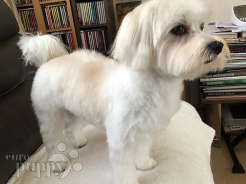 Ollie - Bichón Habanero, Referencias de Euro Puppy desde Hong Kong