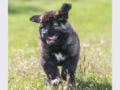 Caucasian Mountain Dog cachorro en venta