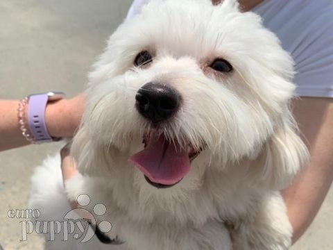 Isla - Coton de Tulear, Referencias de Euro Puppy desde United Arab Emirates